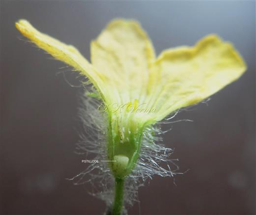  Male flower with pistillode